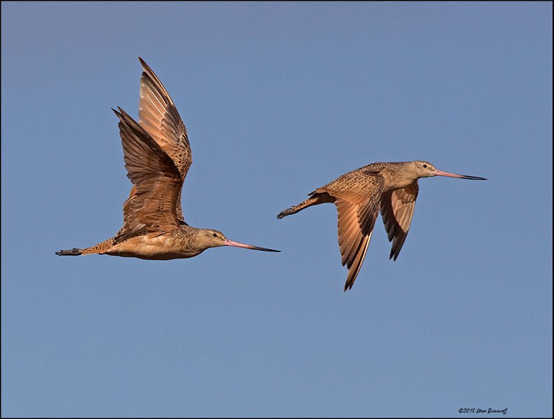 _5SB4961 marbled godwits.jpg